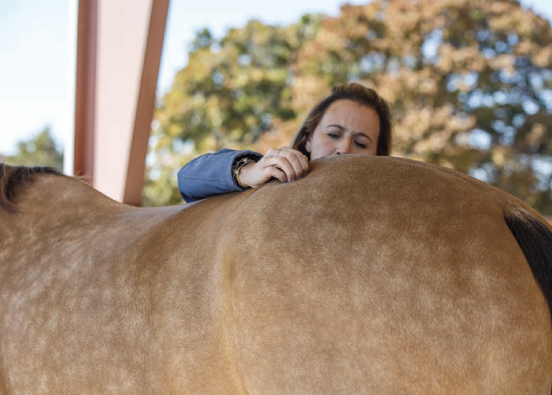 Sometimes lameness is attributed to muscle soreness, and often sore joints will create muscle soreness. Photo by Abigail Boatwright