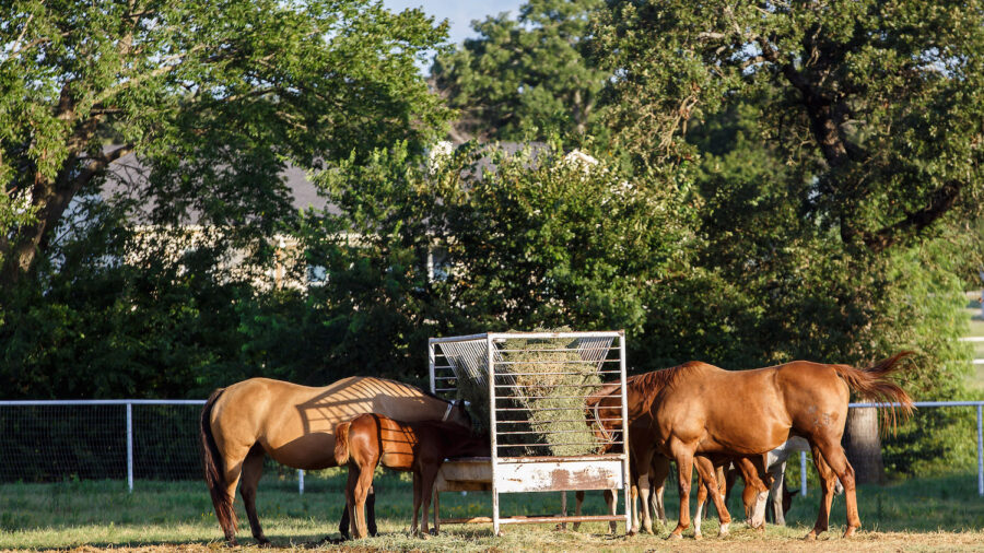 Horses eating hay