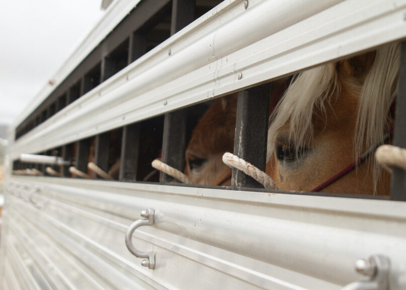 Horses in trailer