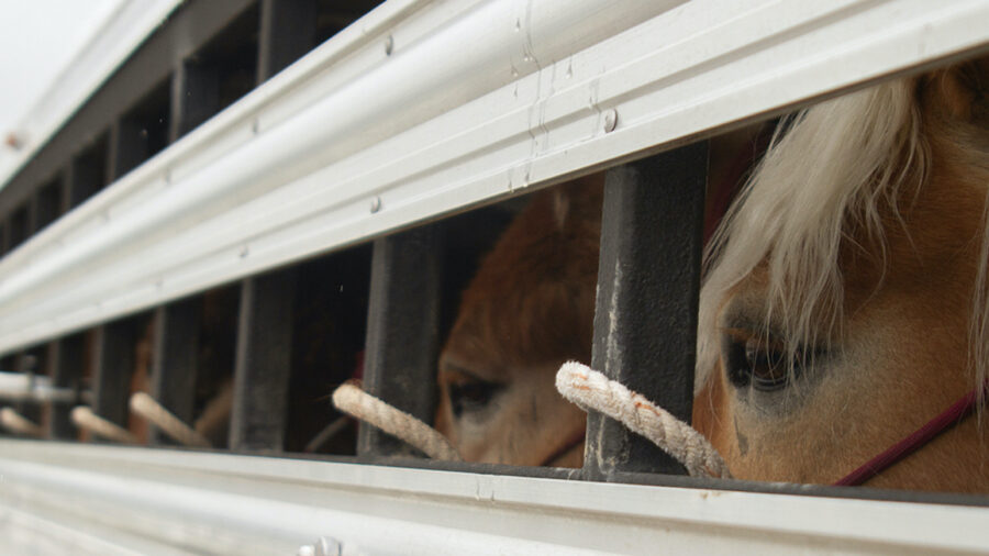 Horses in trailer