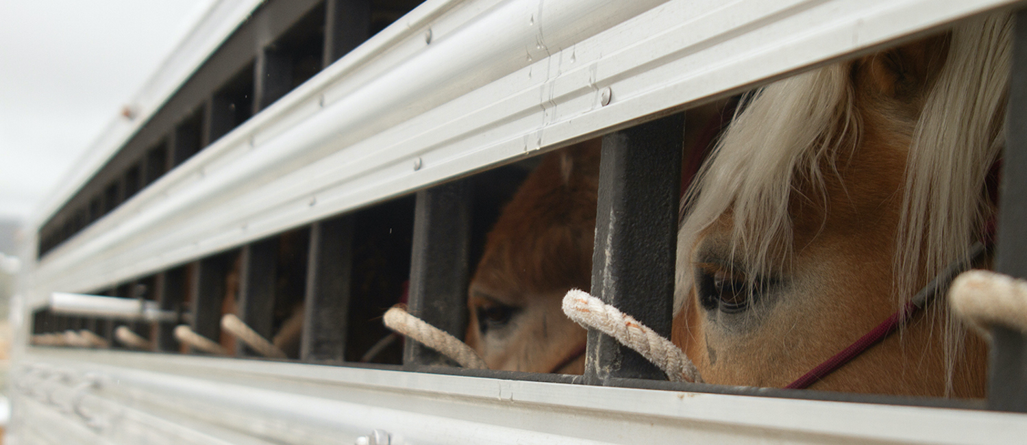 Horses in trailer