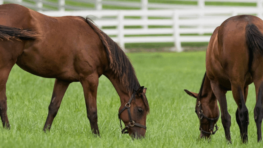Brown horses grazing in a pasture