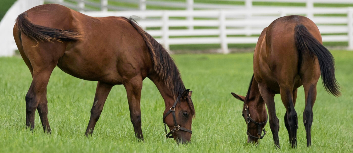 Brown horses grazing in a pasture