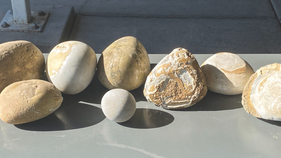 enteroliths