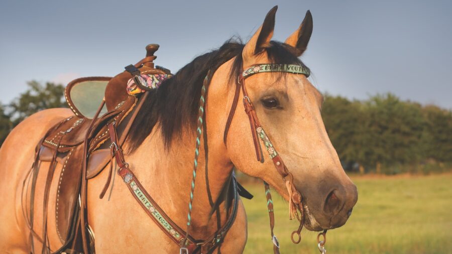 May 2025 Tack and Equipment Guide