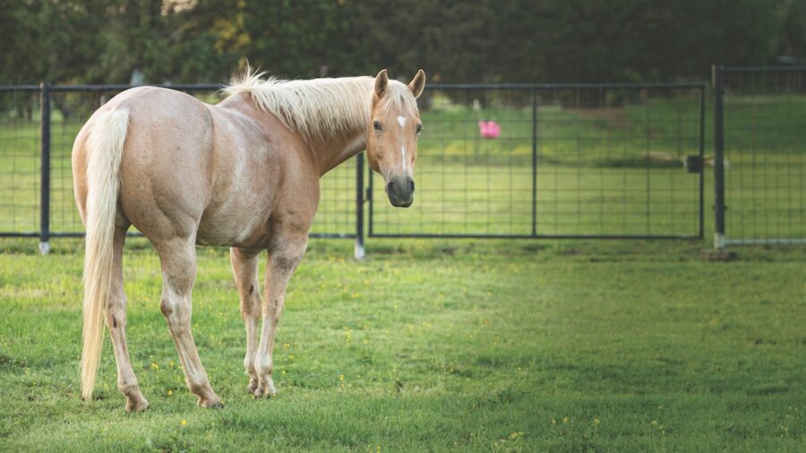 horse in pasture