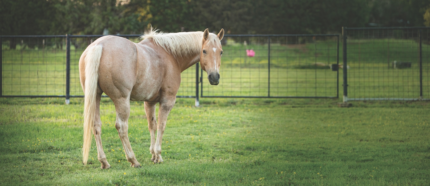 horse in pasture
