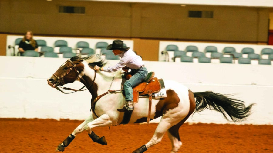 Paint Horse barrel horse