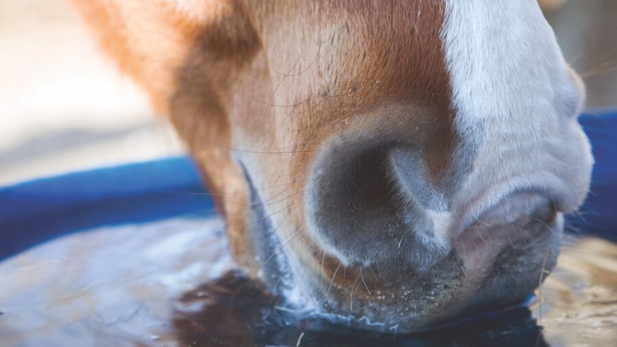 horse drinking water