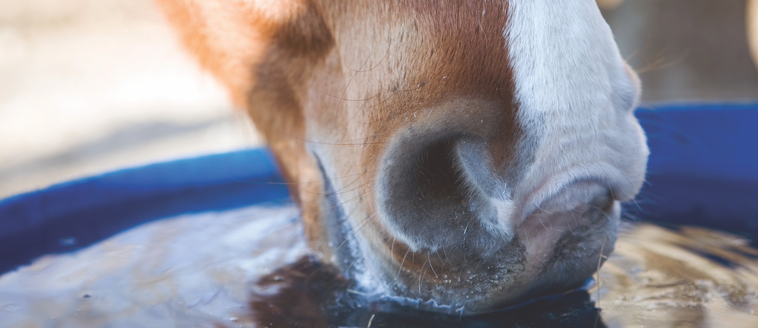 horse drinking water