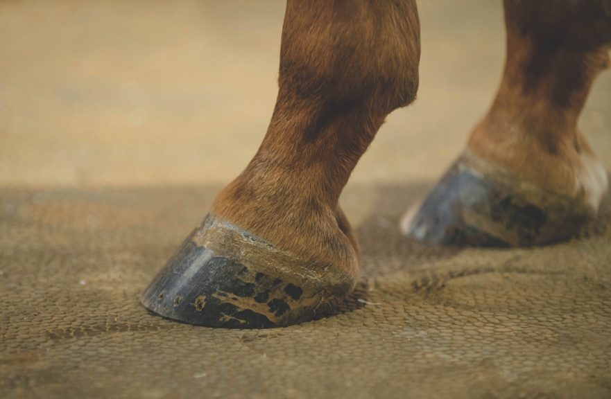 balanced horse hoof