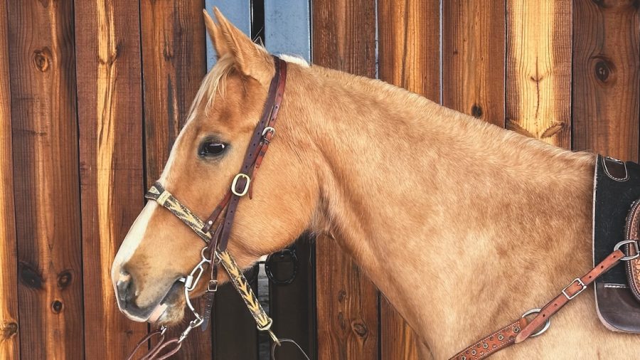 A tie-down, part of barrel horse headgear