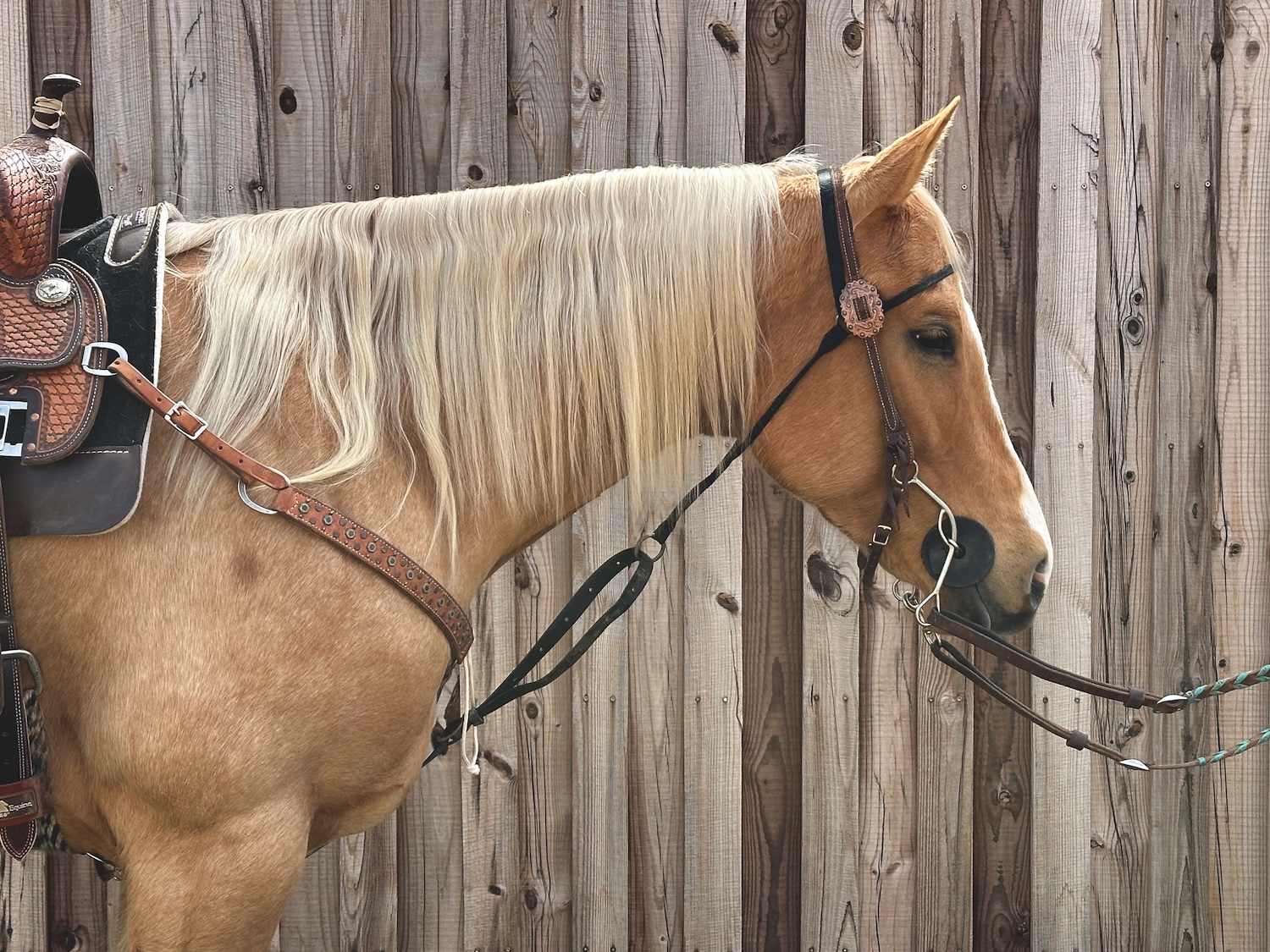 horse with a bonnet 