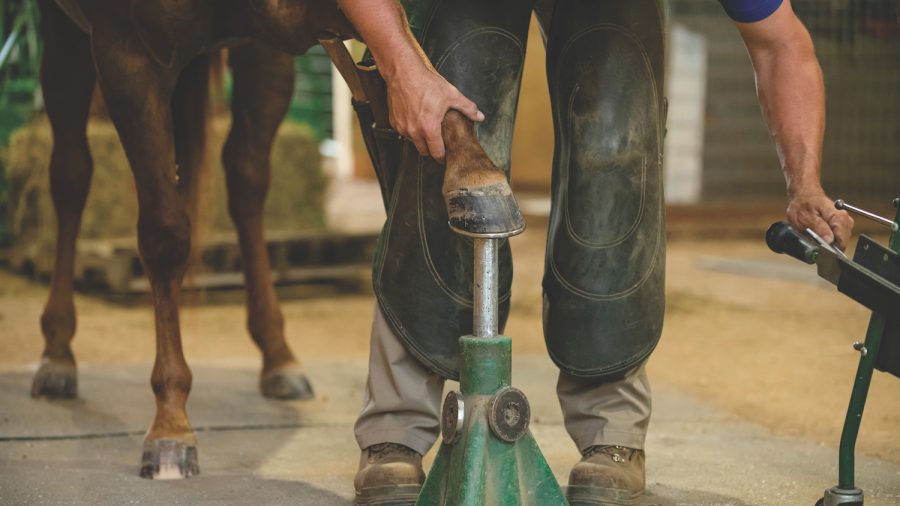 horse foot on shoeing stand