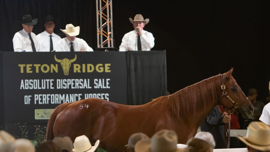 horse at horse sale