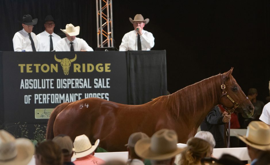 horse at horse sale