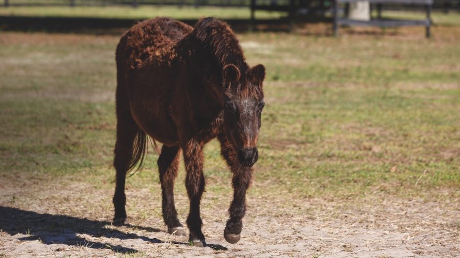 Horse with PPID. Photo by Shelley Paulson