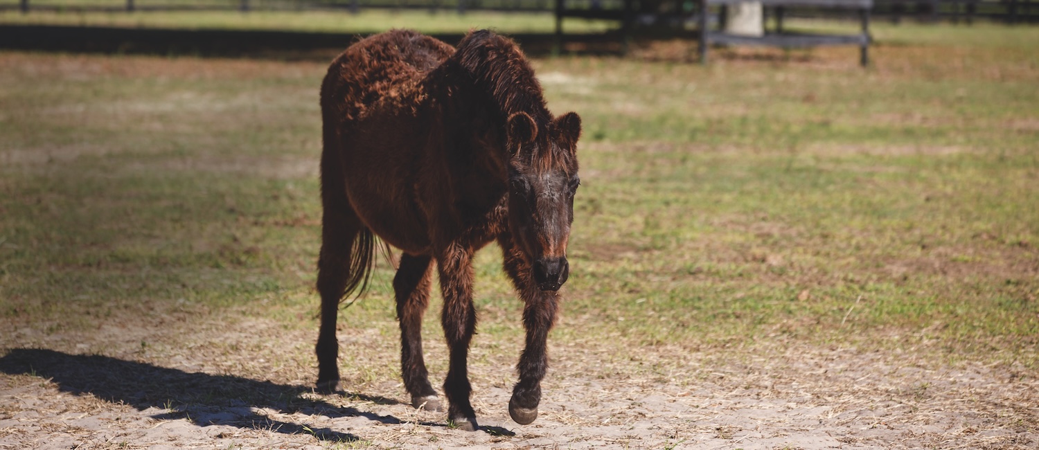 Horse with PPID. Photo by Shelley Paulson