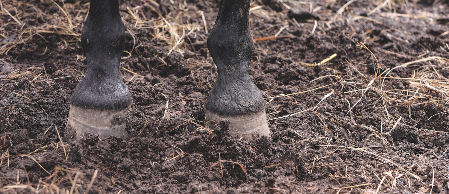 Horse feet in the mud