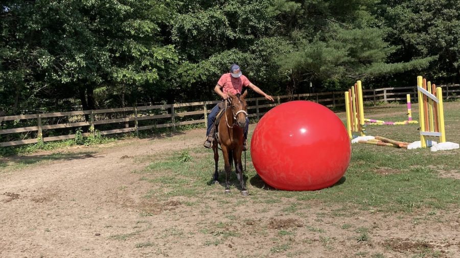 Desensitizing a colt