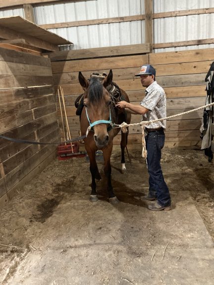 a horse tied