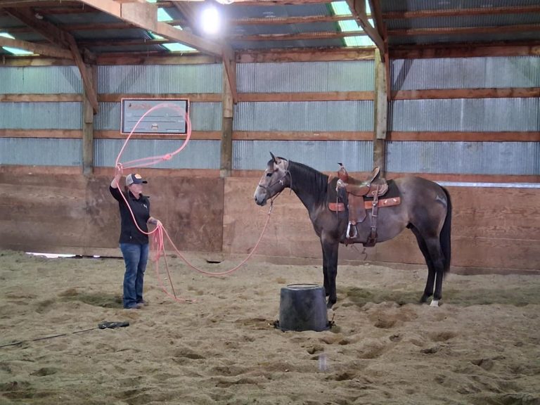 ground work colt with rope