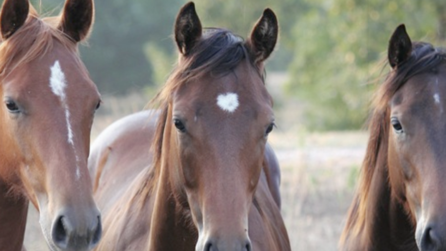 the strength of the futurity industry bolstered business for breeders