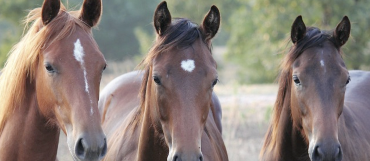 the strength of the futurity industry bolstered business for breeders
