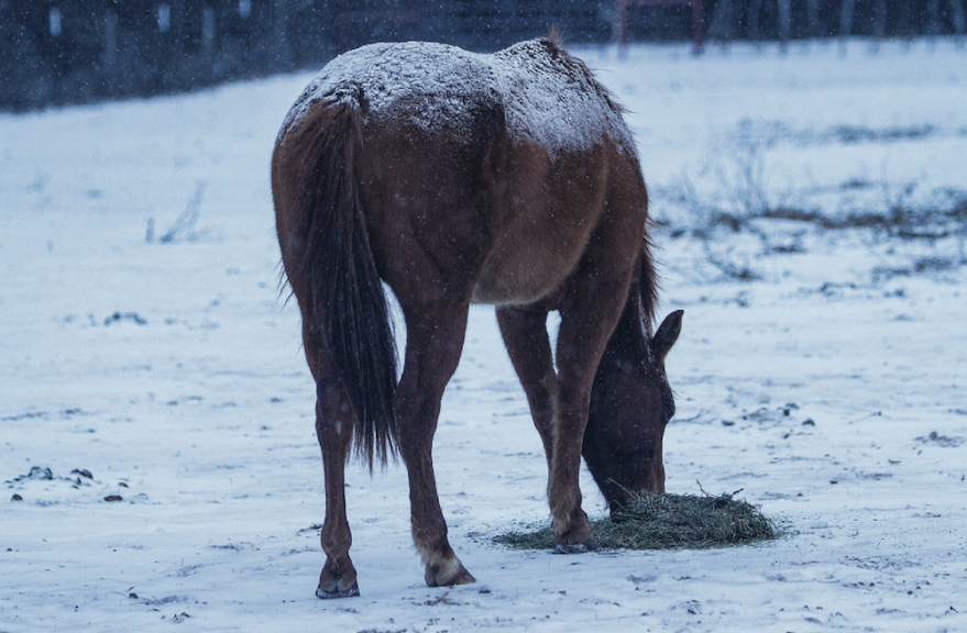 providing forage is good preparation for winter