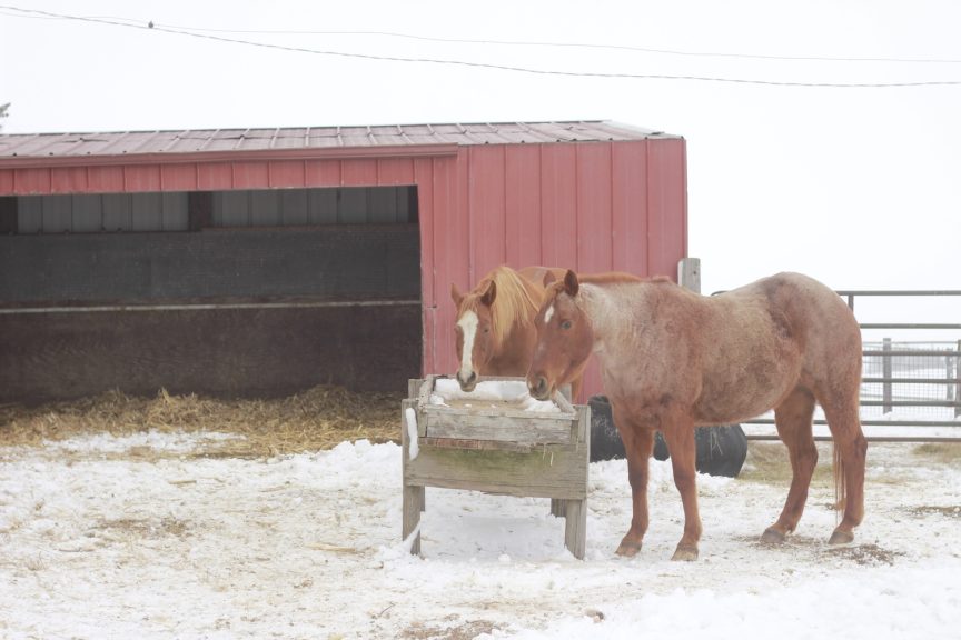 Horses in the elements