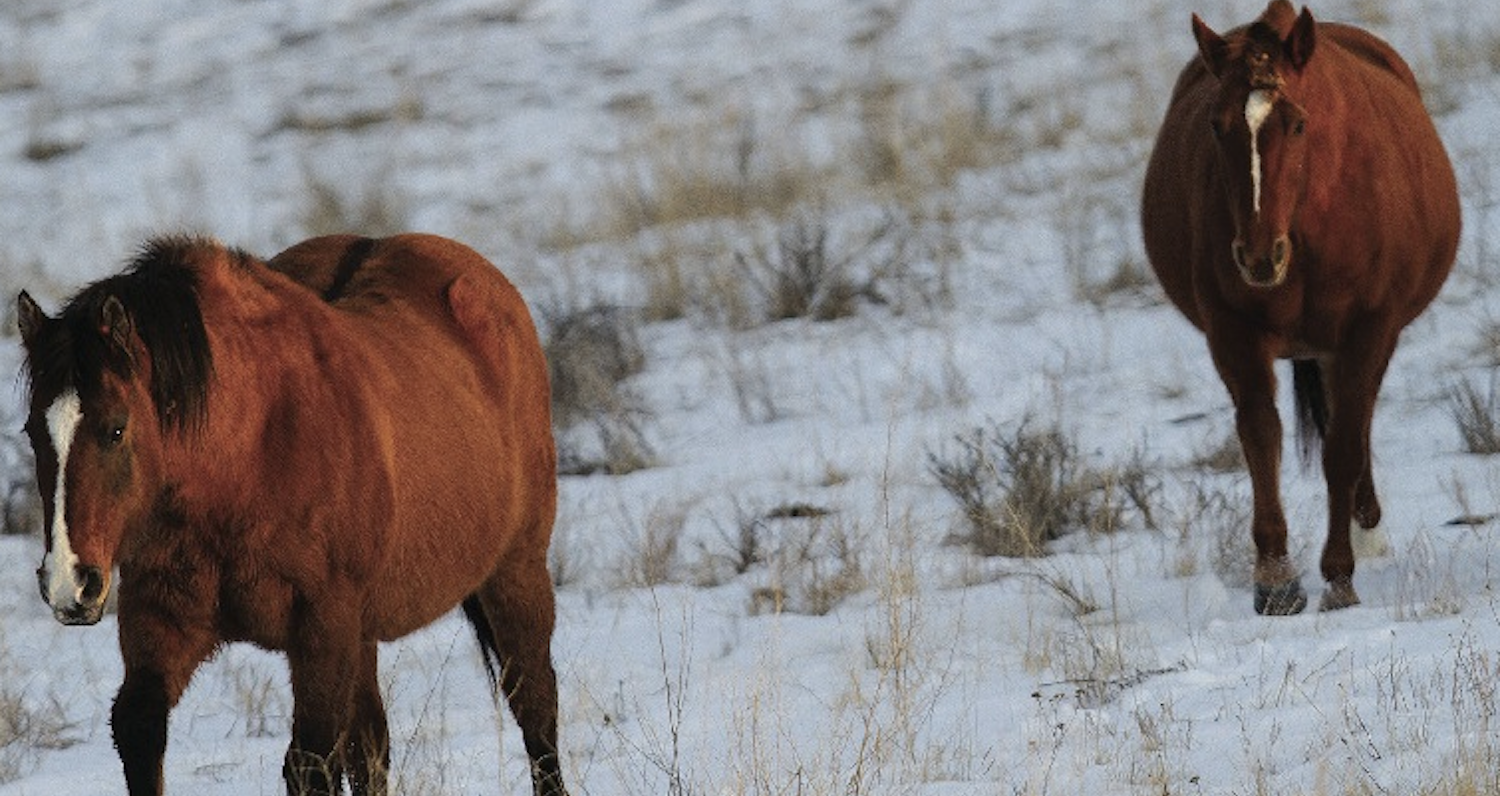 Two horses in the snow during winter