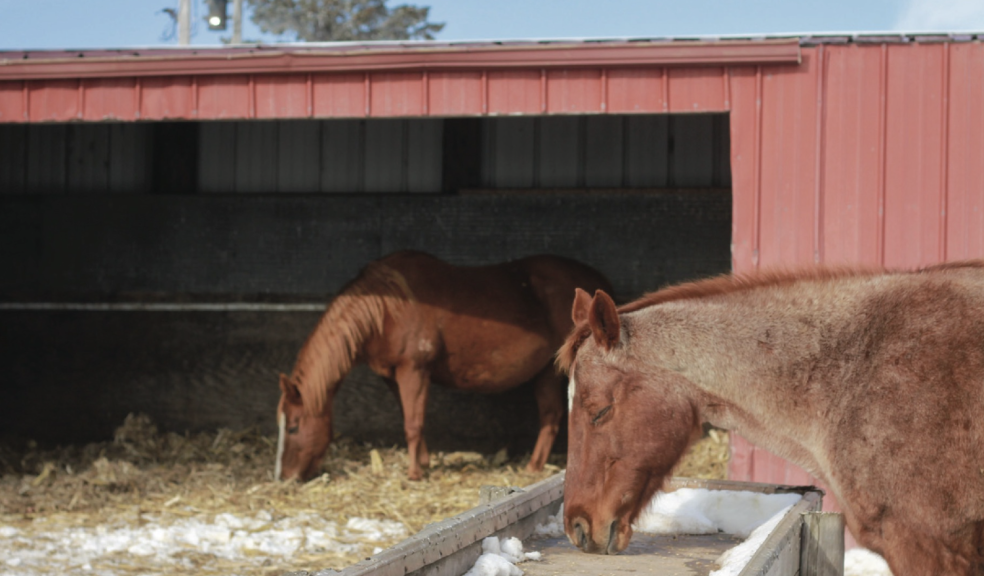 Horses in shelter for winter preparation