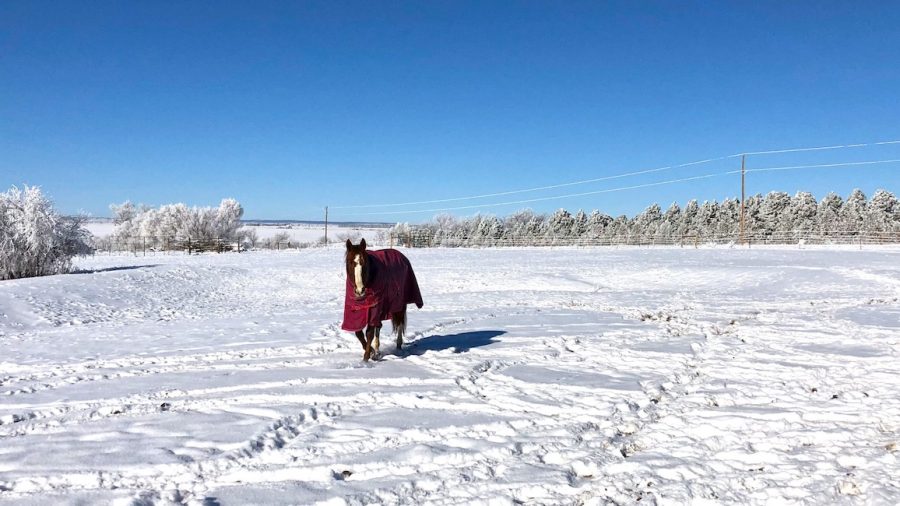 Blanketing gear for horses