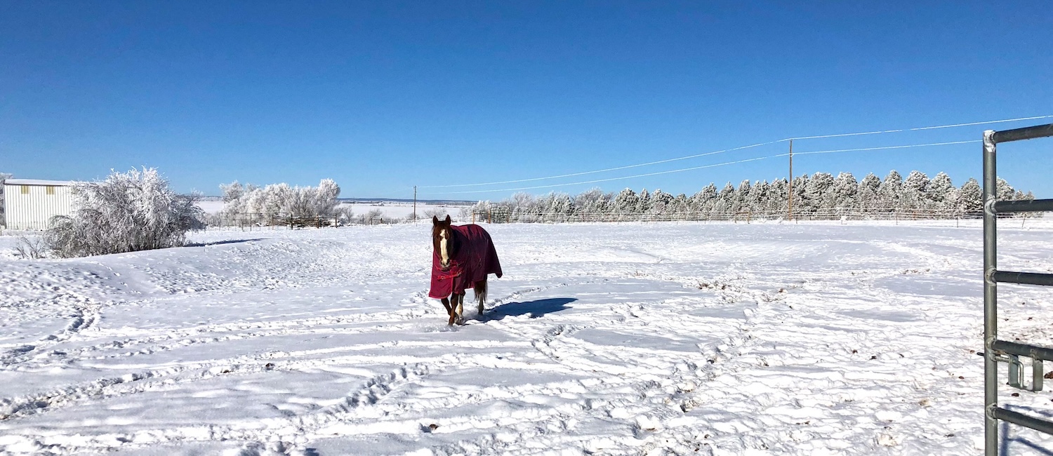 Blanketing gear for horses