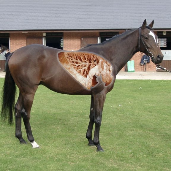 Horse Lungs