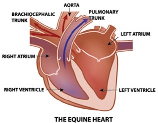 The Equine Heart